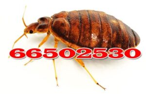 مكافحة حشرات