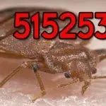 ♛ التخلص من البق 98024445 ♛