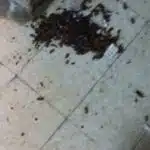 القضاء على الصراصير