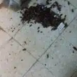 صراصير تم تدميرها