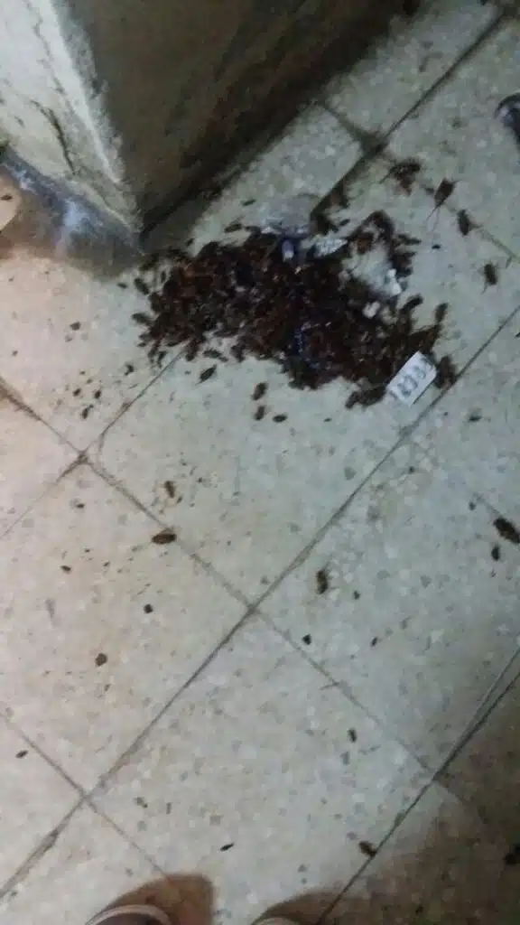 صراصير تم تدميرها