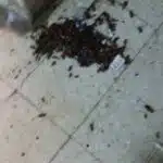 مكافحة حشرات بالمنازل والشركات