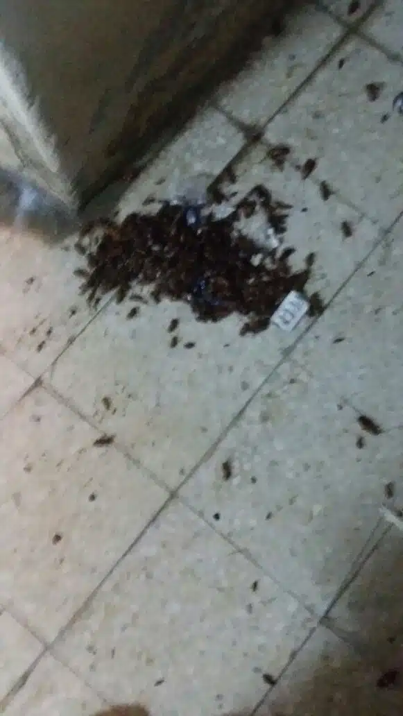 مكافحة حشرات المنزل