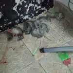 القضاء على فئران