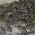 كمية كبيرة من الفئران