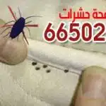 بق الفراش