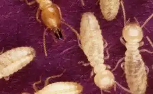 الأرضة أو النمل الأبيض