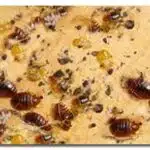 نصائح في مكافحة حشرات البق