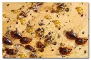 مكافحة حشرات البق 