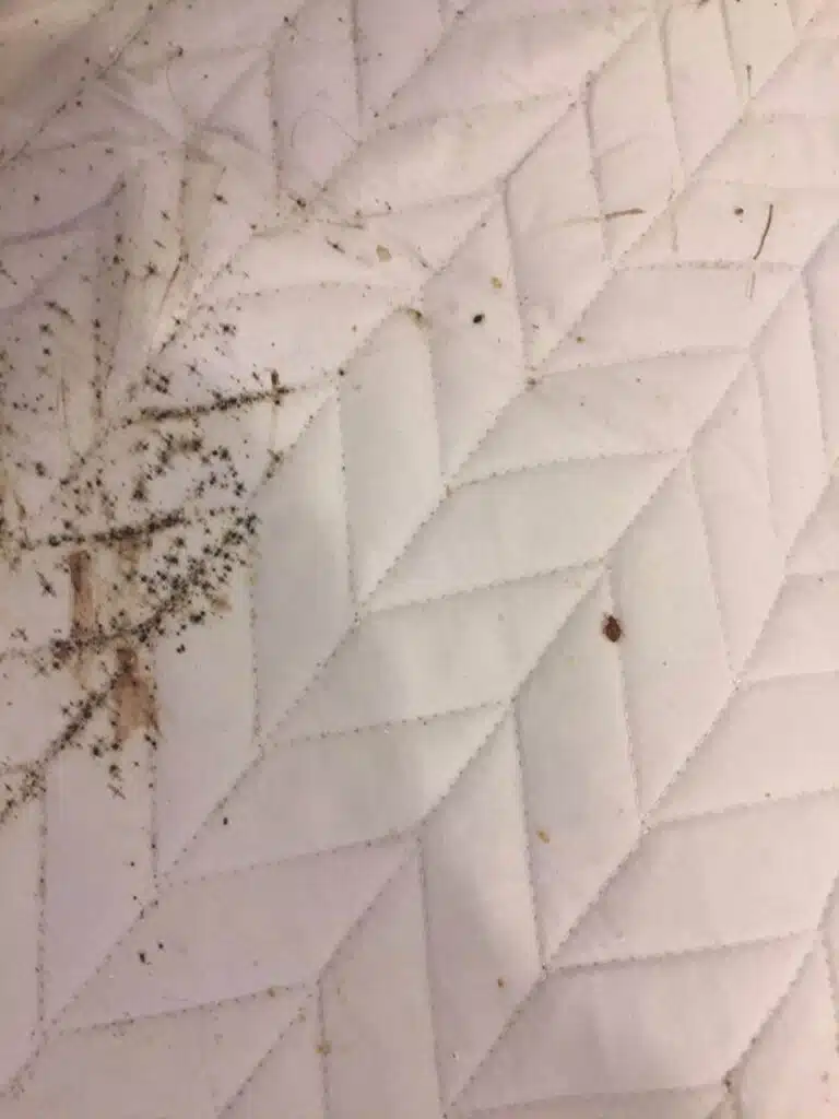 مكافحة حشرات جنوب السرة 51525383 1 بق الفراش