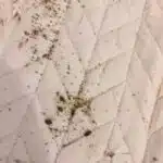 مكافحة حشرات جنوب السرة 51525383