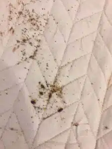 شركة مكافحة حشرات بق الفراش 51525383 1 شركة مكافحة حشرات بق الفراش