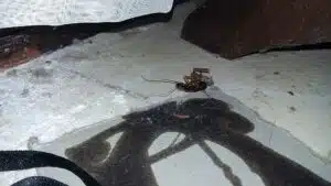 لاصق قتل الصراصير