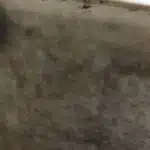 مكافحة بق الفراش