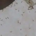 مكافحة حشرات بمبيدات حديثة وآمنه