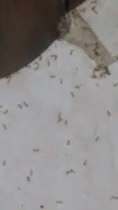 مكافحة حشرات بمبيدات حديثة وآمنه