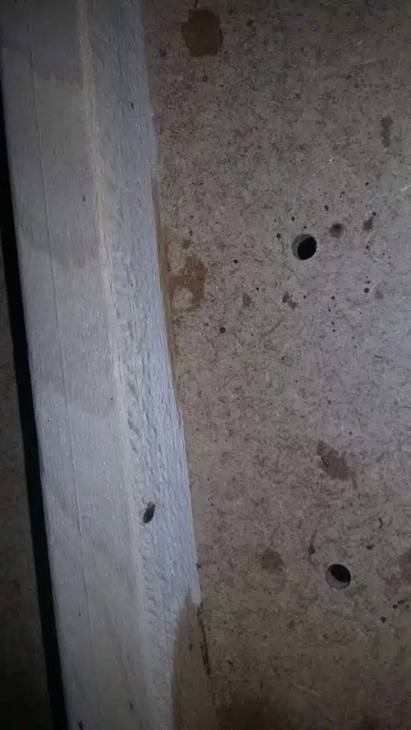 حشرة بق الفراش