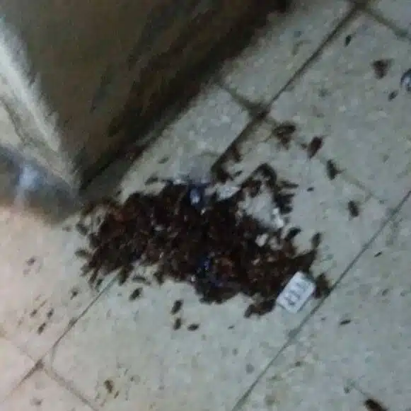 مكافحة صراصير