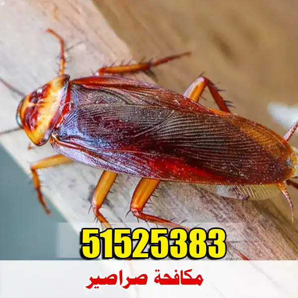 مكافحة صراصير