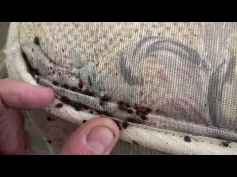 مشاهدة فيديو يوتيوب