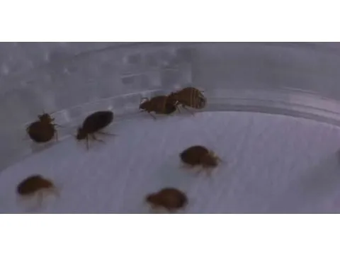 مشاهدة فيديو يوتيوب